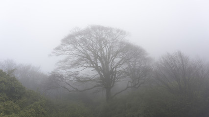 Old trees in the fog