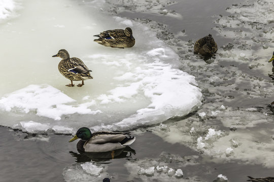 Wild ducks living among ice floes. Winter, cold water, ice. Photo for the site about birds, nature, seasons, the Arctic.