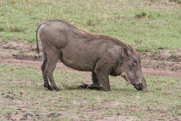 Warzenschwein in Afrika auf Futtersuche