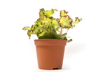 a flowers in a pot isolated on white background