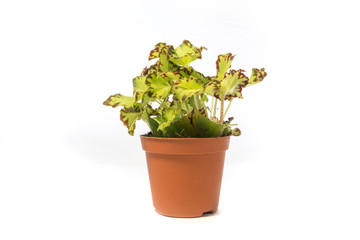 a flowers in a pot isolated on white background