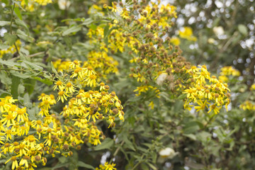 Unknown flowers, many and beautiful