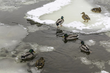Fototapeta premium Wild ducks living among ice floes. Winter, cold water, ice. Photo for the site about birds, nature, seasons, the Arctic.