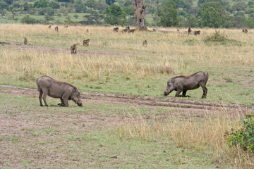 Fototapeta premium Warzenschweine in Afrika auf Futtersuche