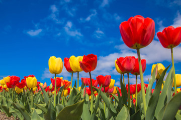 Frühling blühendes Tulpenfeld. Frühlingsblumenhintergrund.