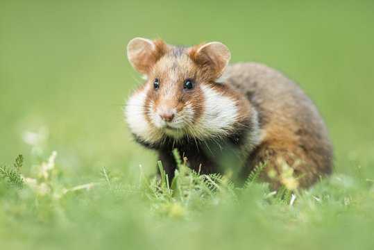 European hamster (Cricetus cricetus) in meadow, Lower Austria, Austria, Europe