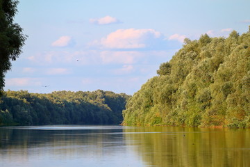 Riverbank of calm Danube river with green trees in summer. Spring landscape with views of the river coastline with fresh greens. Outdoors. Without people. Blue sky with clouds. Travel and wildlife.