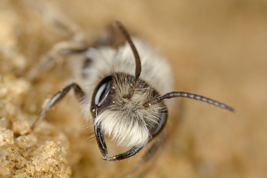 Wild bee (Andrena vaga)