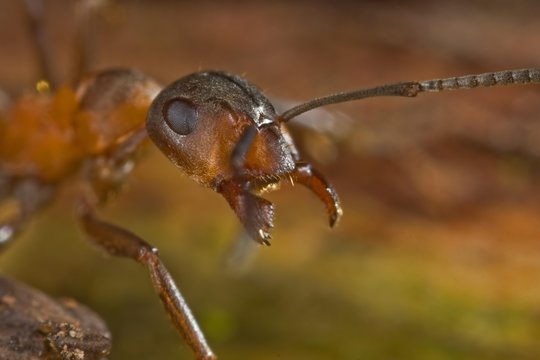 Southern Wood Ant or Horse Ant (Formica rufa)