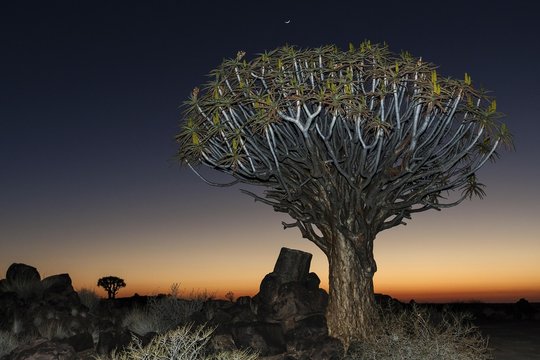 Quiver tree (Aloe dichotoma), night scene, in the Quiver Tree Forest in Garaspark in Keetmanshoop, Namibia, Africa