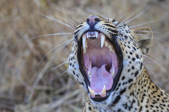Leopard (Panthera pardus), yawning, South Luangwa National Park, Zambia, Africa