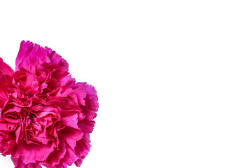a pink carnation