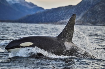 Orca or killer whale (Orcinus orca), Kaldfjorden, Norway, Europe