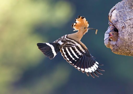 Hoopoe (Upupa epops), adult with prey, approaching nesting site with baby, Saxony-Anhalt, Germany, Europe
