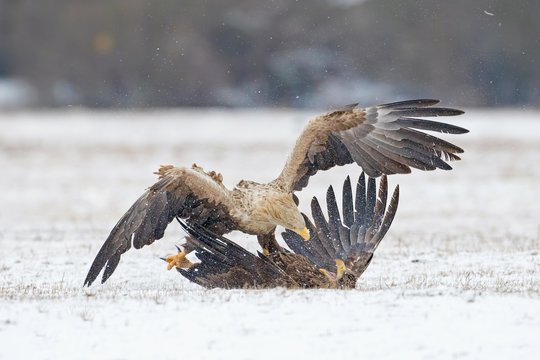 Two eagles (Haliaeetus albicilla), fighting in the snow, Gostynisko-Wloclawski Park, Poland, Europe