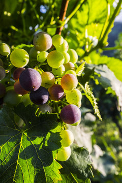 Grapes growing on a vine