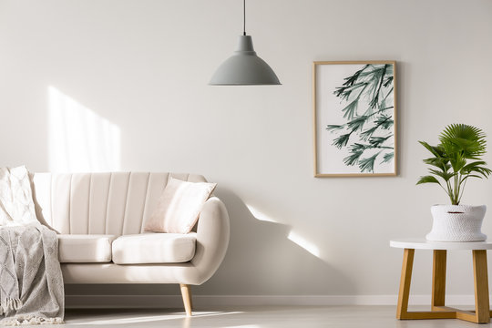 Palm in minimalist living room