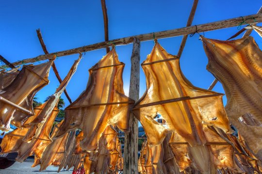 Stockfish or cod hanging to dry, Portuguese production method, Porto de Camara de Lobos, Camara de Lobos, Madeira, Portugal, Europe