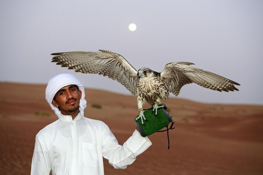 Falconer with Falcon, Liwa Desert, Abu Dhabi, United Arab Emirates, Asia