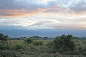 Fototapeta na wymiar Blick auf den Kilimanjaro im Kilimanjaro Kimana Tierreservat