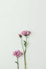 beautiful pink chrysanthemum flowers isolated on grey