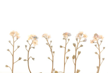 Romantic pastel vintage pressed flower  element on white background.