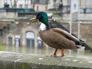 Canard surveillant la crue de la Seine