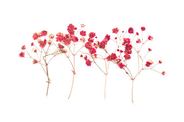 Romantic pressed red flower on white background.