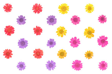 Colorful pressed daisy flower on white background.