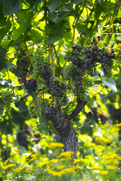 Grapes growing on a vine