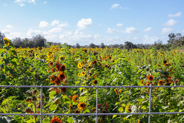 Field of Colorful Sunflowers Behind Fence  - 194565164