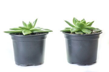 a flowers in a pot isolated on white background