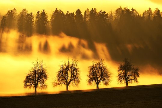 Sun rays filtering through a row of trees and fog, sunrise, Kappel, Canton of Zurich, Switzerland, Europe