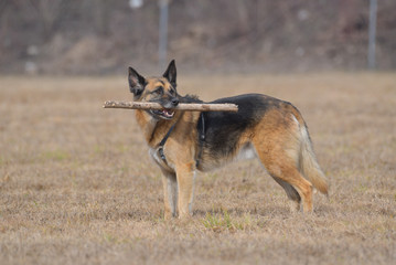 Cane lupo con un bastone in bocca che si gira verso un suono