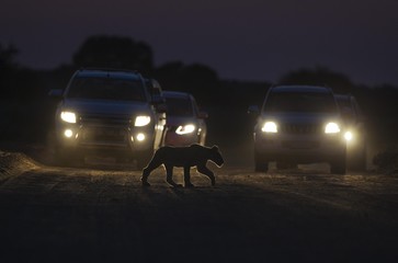 Silhouette of a cub crossing road at night, cars in background