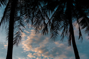 Sunset scene of two silhouatte coconut tree on the beach in the evening with blue and red sky with cloud background.