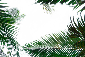 Uprisen angle view of coconut leaves with fresh color in white background of the beach.