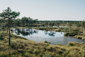 Lake in swamp between pine trees in summer. Kemeru Latvia