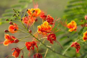 Caesalpinia pulcherrima/Flower
