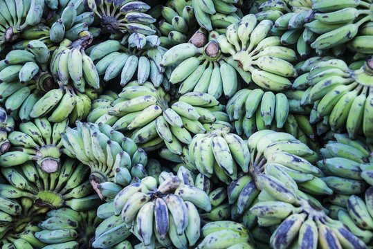 Many green unripe bananas, Yangon, Myanmar, Asia
