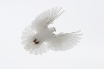 Flying white dove