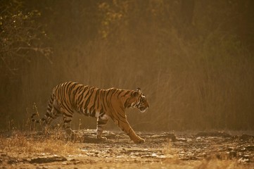 Wild Bengal Tiger or Indian Tiger (Panthera tigris tigris) walking on a rocky path in the dry forests, backlit, Ranthambhore National Park, Rajasthan, India, Asia