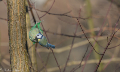 Cinciarella aggrappata alla pallina di cibo in inverno