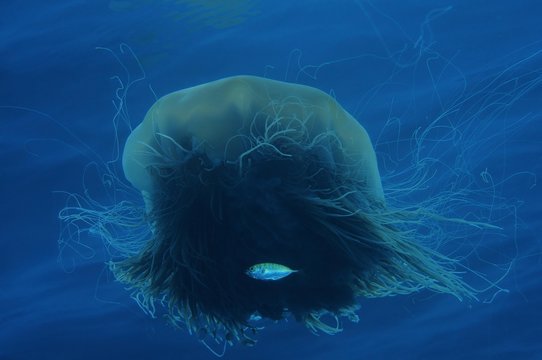 Lion's mane jellyfish, giant jellyfish or hair jelly (Cyanea capillata, Cyanea arctica), biggest known jellyfish of the world, South China Sea, Pulau Redang Island, Malaysia, Asia