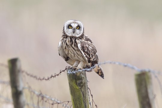 Short-eared Owl (Asio flammeus) sitting on old fence post with barbed wire, Lauwersmeer National Park, Holland, The Netherlands, Europe