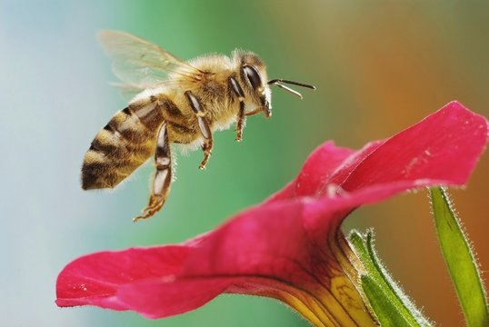 Western or European honey bee (Apis mellifera), petunia (Petunia sp.), Saxony-Anhalt, Germany, Europe