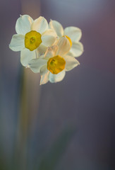 Blumen im Frühling -  Lichtdurchflutete Narzissen im Gegenlicht