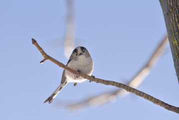 Uccellino codibugnolo posato sul ramo che osserva in basso, col cielo azzurro 