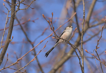 Piccolo codibugnolo posato sul ramo che guarda lontano