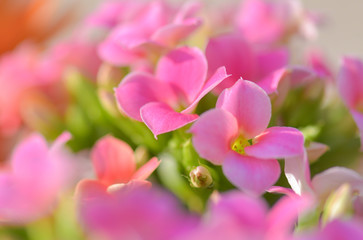 Fototapeta na wymiar Primo piano di una pianta con bei fiori rosa